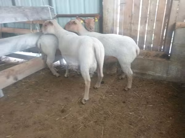 Schaf, Baerchuke sheep