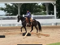 母马, Rocky Mountain Horse — 照片 7