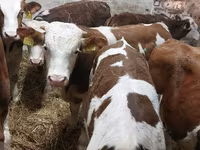 ثور, Simmental cattle — الصورة 6