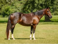 Kobyła, American paint horse — zdjęcie 8