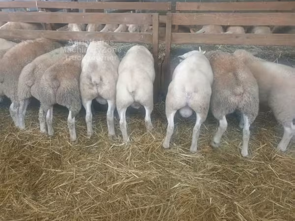 Schaf, Baerchuke sheep