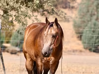 Koń, Quarter Horse — zdjęcie 4