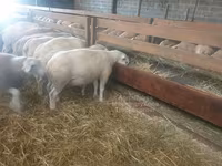 Schaf, Baerchuke sheep — Foto 2
