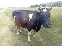 Cow, Cattle — photo 1