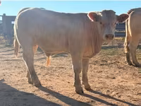 Bulle, Charolais cattle — Foto 5