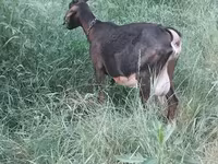 Ziege, Nubian Goat — Foto 4