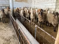 Schaf, Awassi sheep — Foto 2