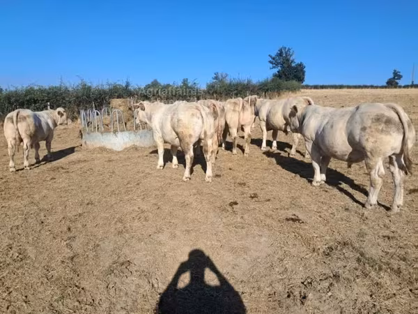 Bulle, Kaste Kuh