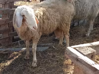 Koç, Assaf sheep — foto 4