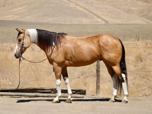 Kobyła, Quarter Horse