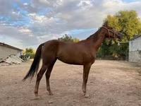 Kısrak, Canadian horse breed — foto 1