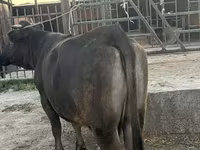Vaca, Ganado vacuno — foto 1