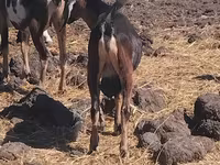 تيس, الماعز — الصورة 1