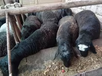 Widder, Rhon sheep — Foto 4