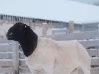 Widder, Dorper sheep — Foto 3