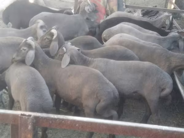 Koç, Arabi sheep
