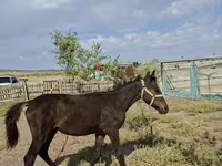 Yegua, Kazakh horse — foto 1