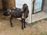 Ziege, Kamori goats — Foto 4