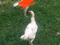 Kalifornisches Grau — Foto 2