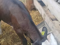 Toro, Ganado vacuno — foto 6