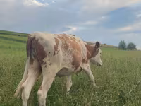 Cow, Cattle — photo 5