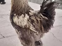براهما — الصورة 6