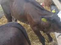 Toro, Ganado vacuno — foto 5