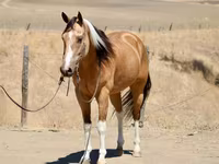 Kobyła, Quarter Horse — zdjęcie 4