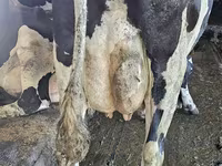 Cow, Holstein breed — photo 6