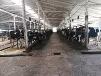 بقرة, Swiss cattle — الصورة 1