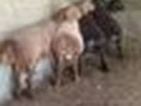 Widder, Arashan sheep — Foto 8