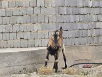 Oğlak, Nubian Goat — foto 1
