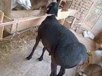 公羊, Sheep — 照片 3