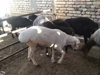 Koç, Koyunlar — foto 3