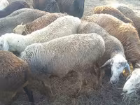 Baran, Romanov sheep — zdjęcie 5