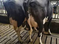 Kuh, Holstein-Rasse — Foto 7