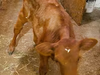 Kuh, Limousin-Kuh — Foto 4