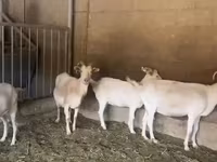 Ziege, Pomellata goat — Foto 5