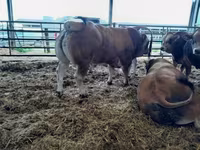 Boğa, Partenaise cattle — foto 3