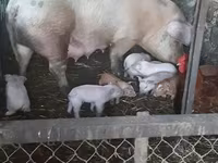 Boar, Pigs — photo 3