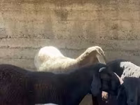 Widder, Arashan sheep — Foto 5