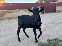 Billy Goat, Murcia-Granada goats — photo 1