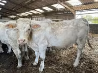 Kuh, Charolais cattle — Foto 2