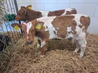 Bull, Cattle — photo 1
