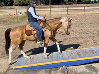 Kobyła, Quarter Horse — zdjęcie 6