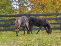 Kobyła, Rocky Mountain Horse — zdjęcie 6