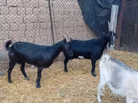 تيس, Saanen goat — الصورة 1