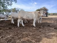 Kuh, Charolais cattle — Foto 5