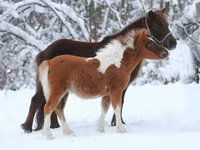 حصان, American shetland pony — الصورة 6