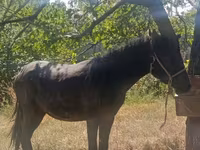 Horse (M), French Trotter — photo 3